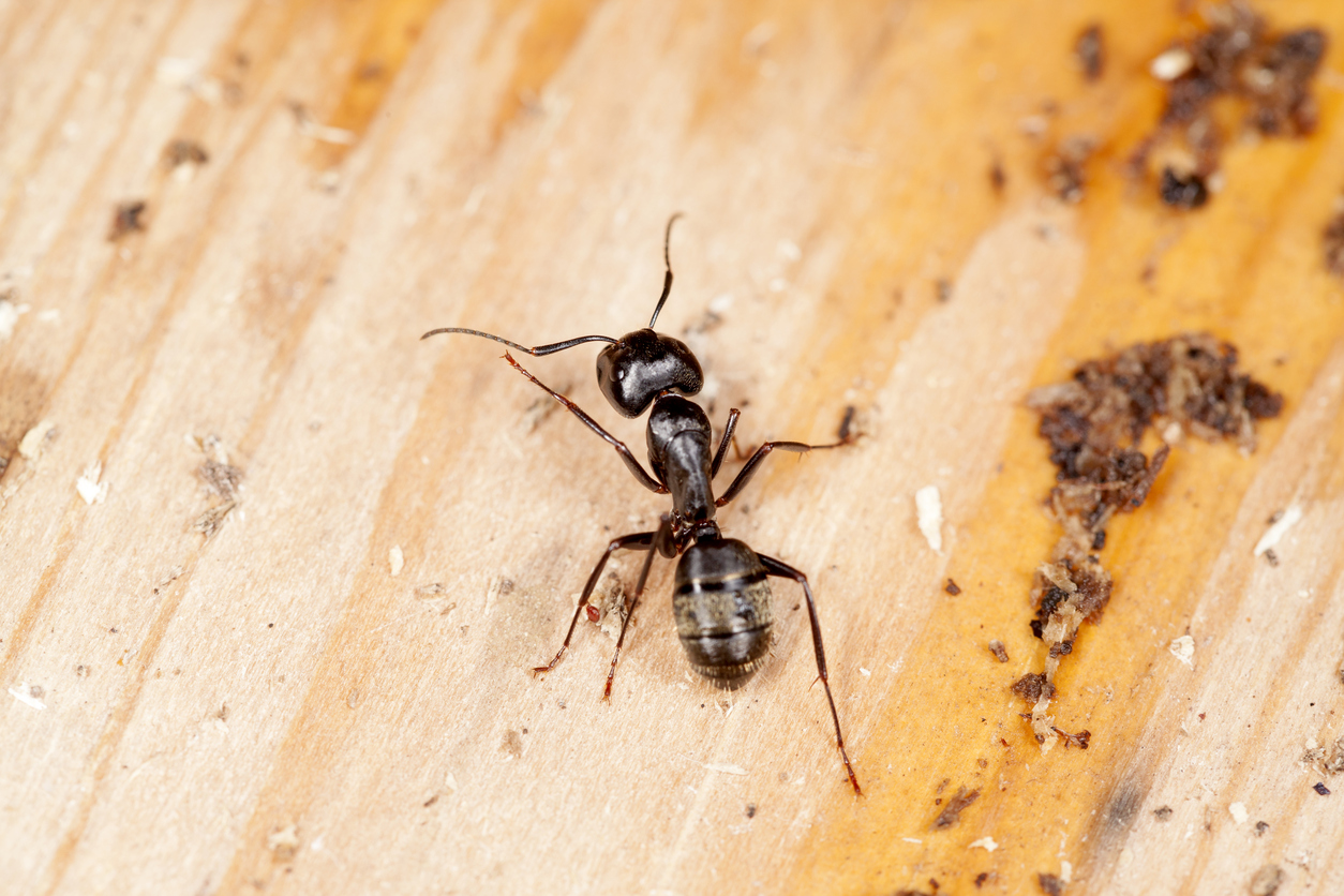 Carpenter Ant Control Carpenter Ant Treatments How To Treat Carpenter Ant Nests Best Carpenter Ant Spray