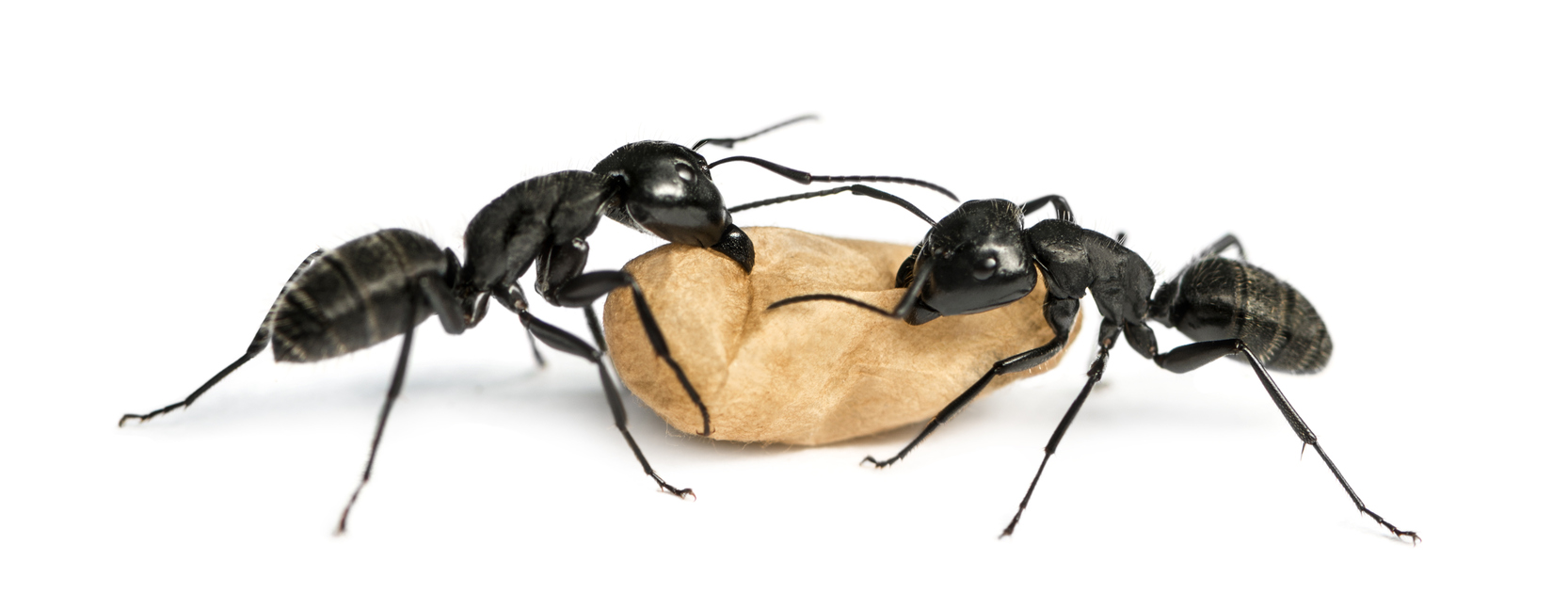 Carpenter Ant Control Carpenter Ant Treatments How To Treat Carpenter Ant Nests Best Carpenter Ant Spray